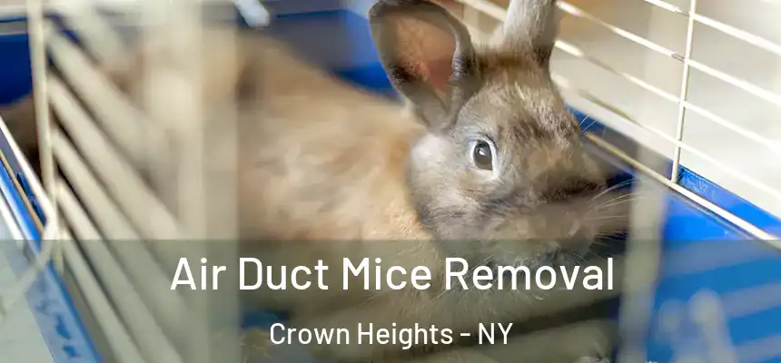Air Duct Mice Removal Crown Heights - NY