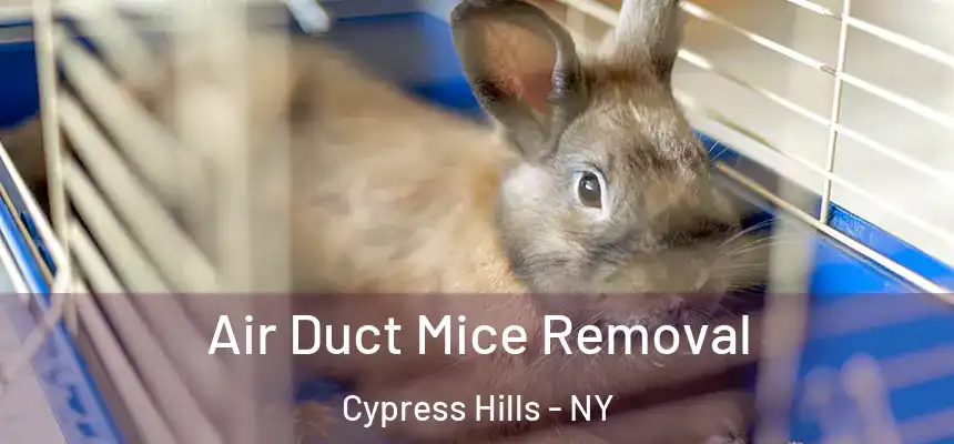 Air Duct Mice Removal Cypress Hills - NY