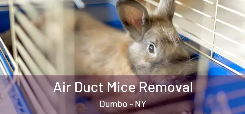 Air Duct Mice Removal Dumbo - NY