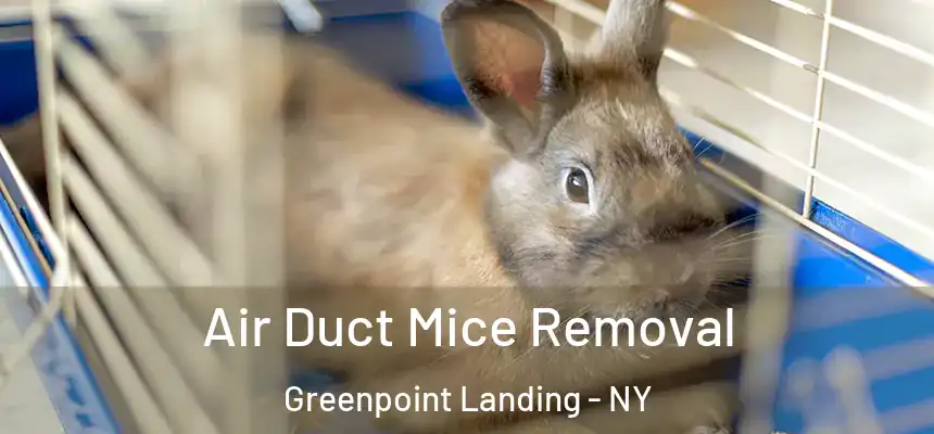 Air Duct Mice Removal Greenpoint Landing - NY