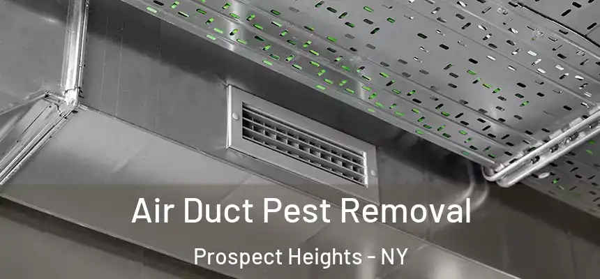 Air Duct Pest Removal Prospect Heights - NY