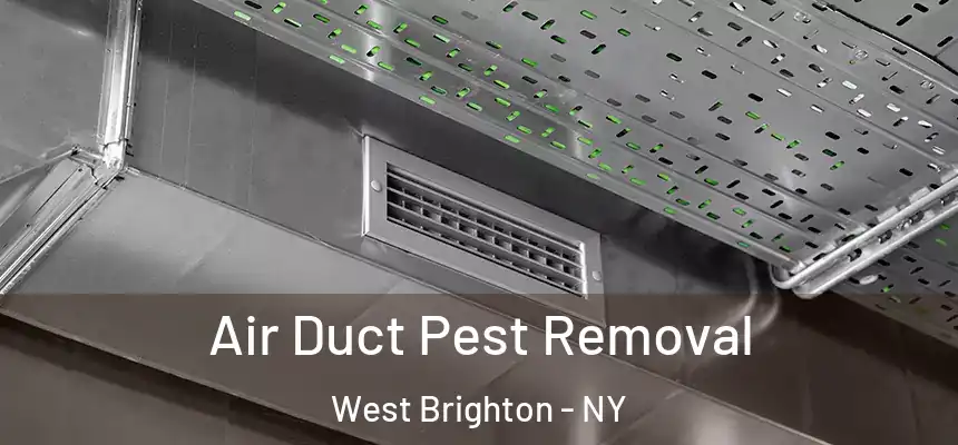 Air Duct Pest Removal West Brighton - NY