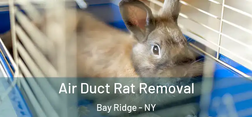 Air Duct Rat Removal Bay Ridge - NY