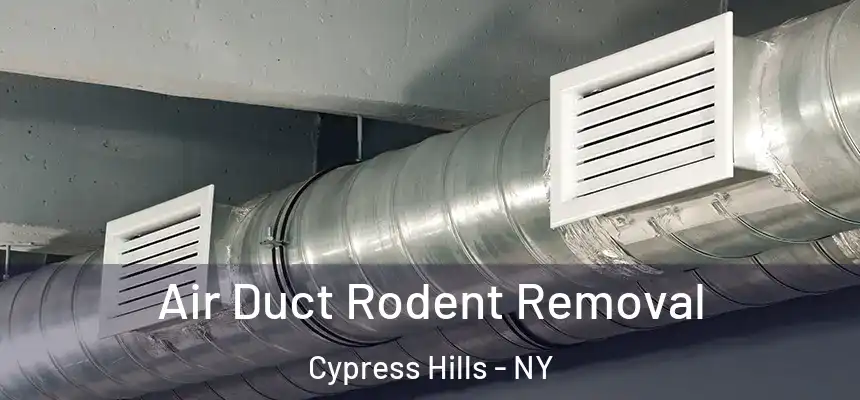 Air Duct Rodent Removal Cypress Hills - NY