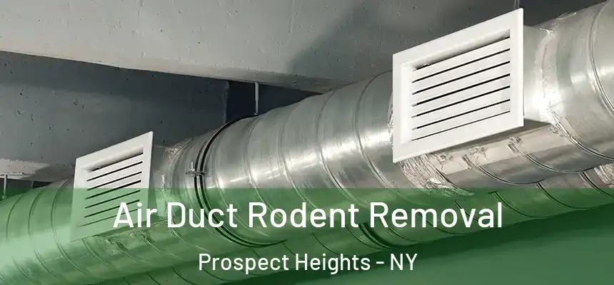 Air Duct Rodent Removal Prospect Heights - NY