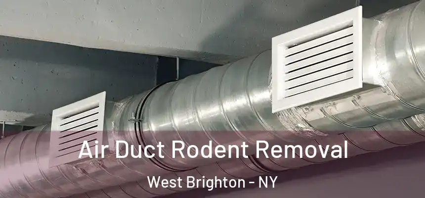 Air Duct Rodent Removal West Brighton - NY