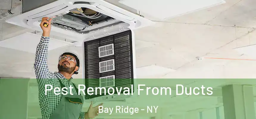 Pest Removal From Ducts Bay Ridge - NY