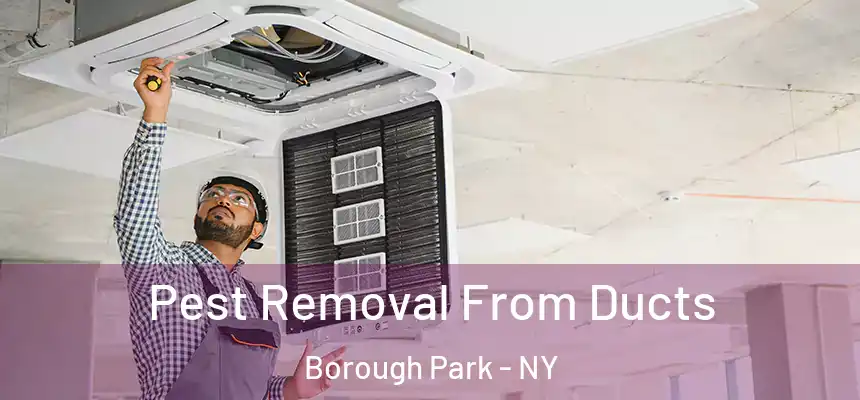 Pest Removal From Ducts Borough Park - NY