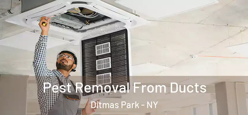Pest Removal From Ducts Ditmas Park - NY