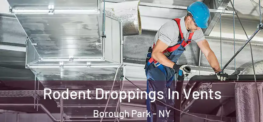 Rodent Droppings In Vents Borough Park - NY