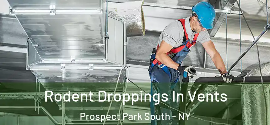 Rodent Droppings In Vents Prospect Park South - NY